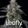 Семена конопли Super Boof от Barney's Farm